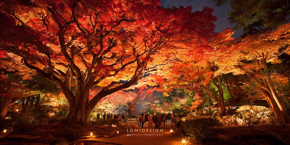 モミジやカエデの紅葉ライトアップによる秋の庭園演出 夜間景観のイメージ