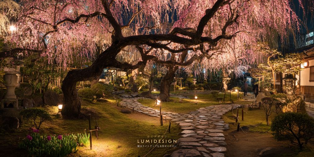 しだれ梅をライトアップした和風庭園の夜景 枝ぶりを活かした梅の木の照明演出イメージ