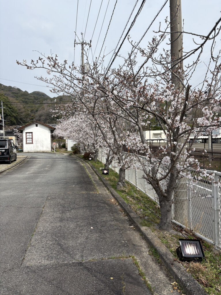 イルミネーションの現地調査で樹木と照明機材の位置関係を確認する様子