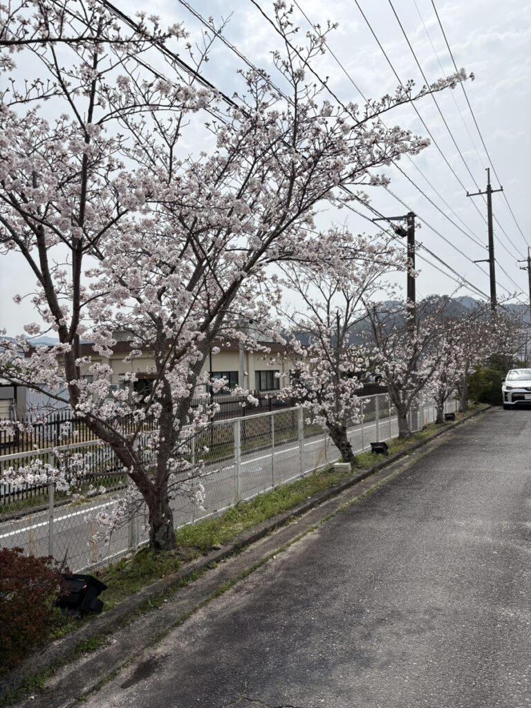 イルミネーションの現地調査で樹木周辺の設置位置と周辺条件を確認する様子